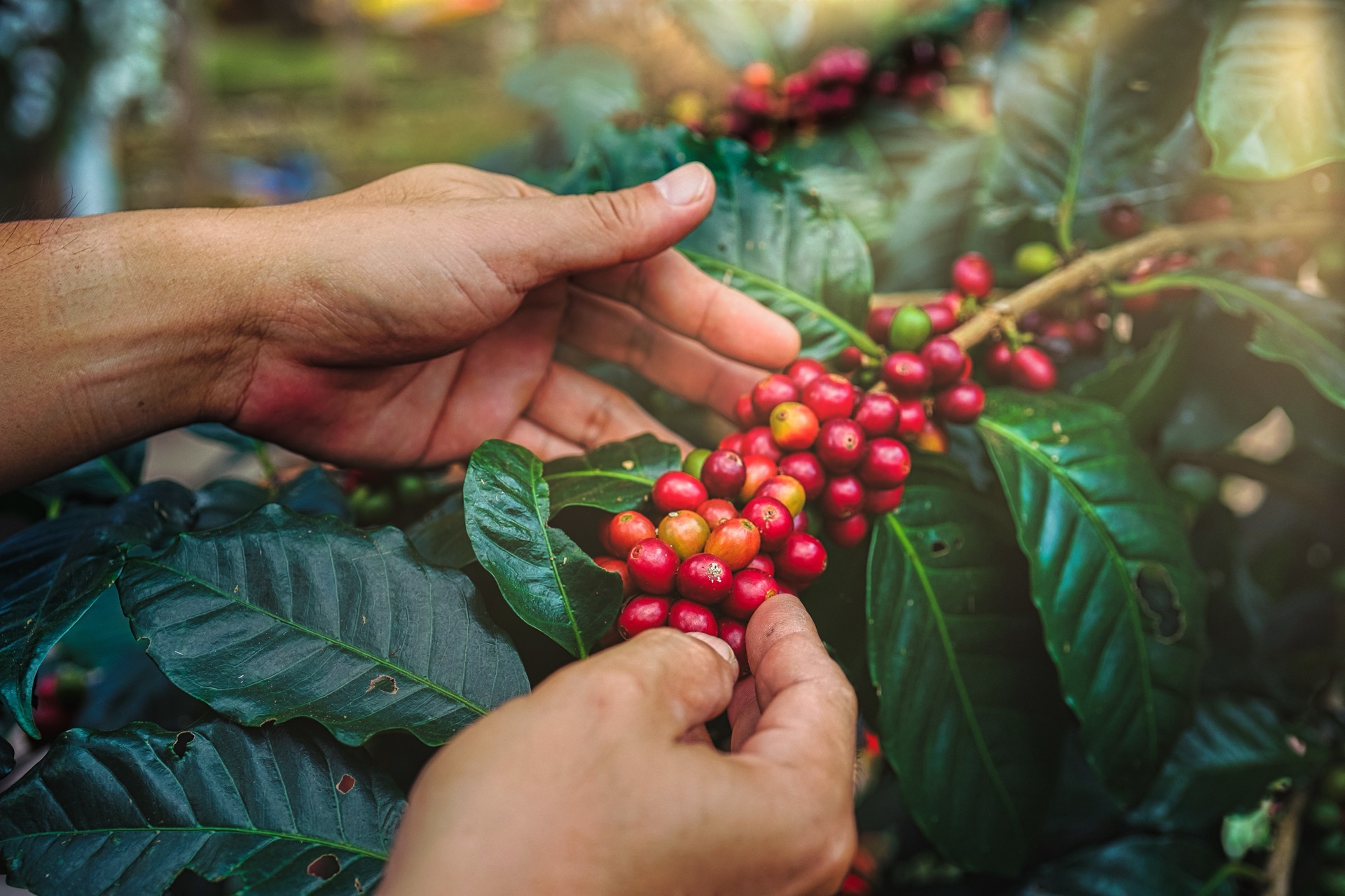 Coffee cherry picking