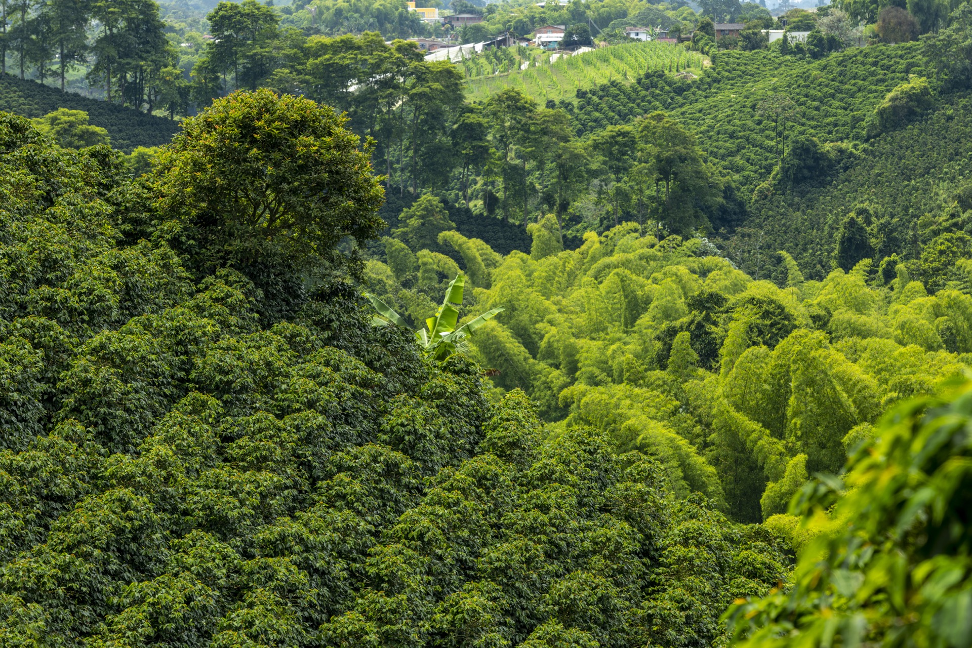 Coffee plantation