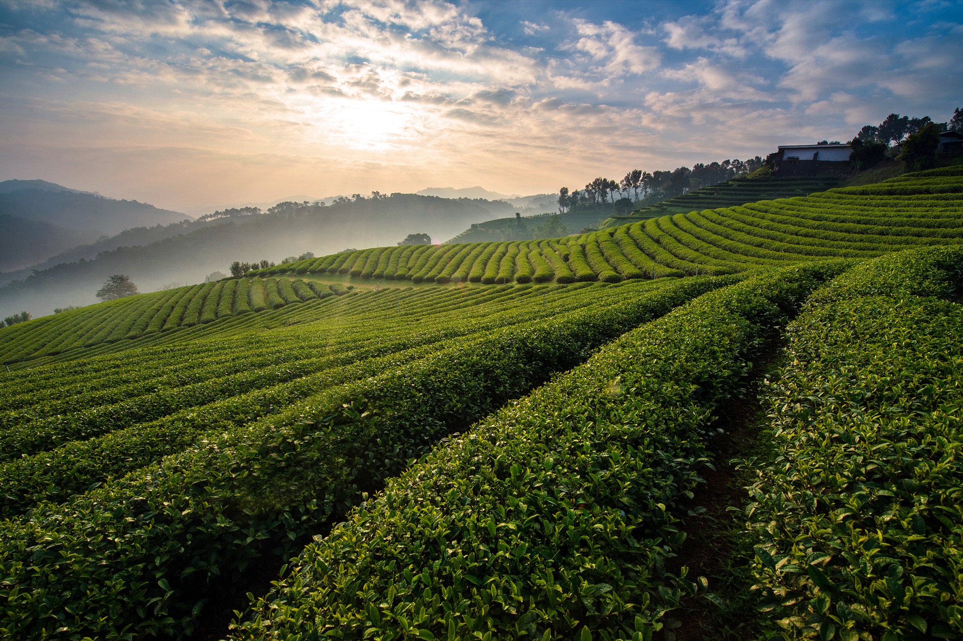 Tea farm at dawn