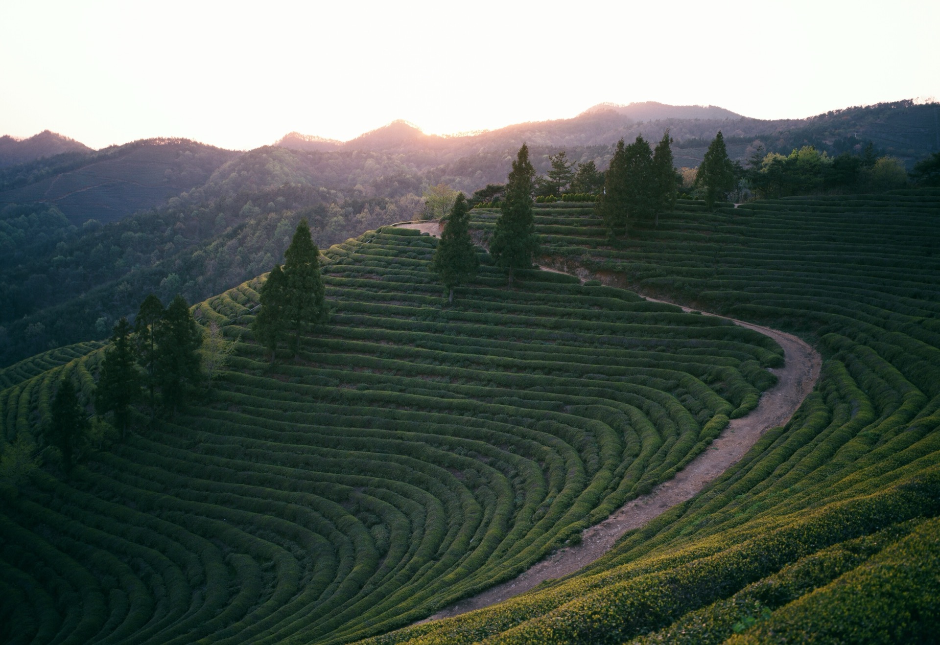 Tea fields at sunset